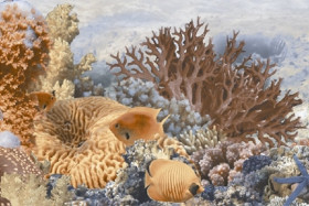 Фото Декор И33311 Agat 250х400